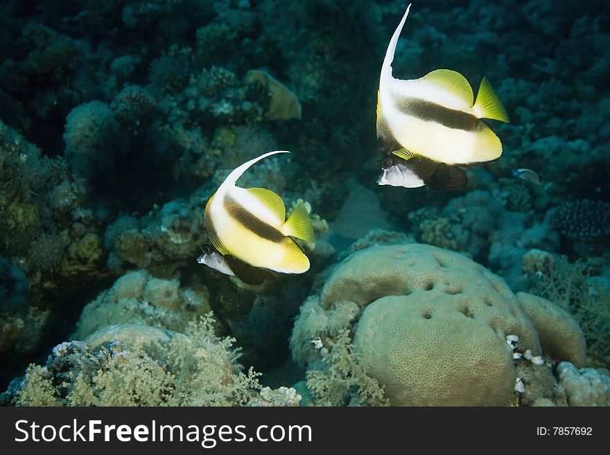 Bannerfishes (heniochus intermedius)taken in the red sea.