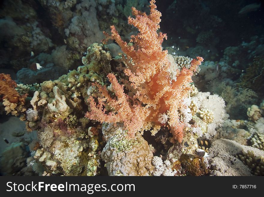 Softcoral