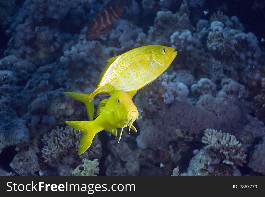 Trevally and goatfish taken in the red sea. Trevally and goatfish taken in the red sea.