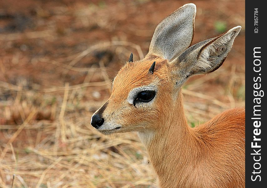 A picture of an antelope in the Kruger National Park of South Africa. A picture of an antelope in the Kruger National Park of South Africa