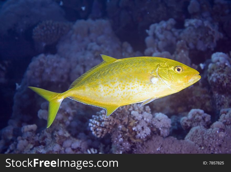 Orangespotted trevally (carangoides bajad) taken in the red sea.