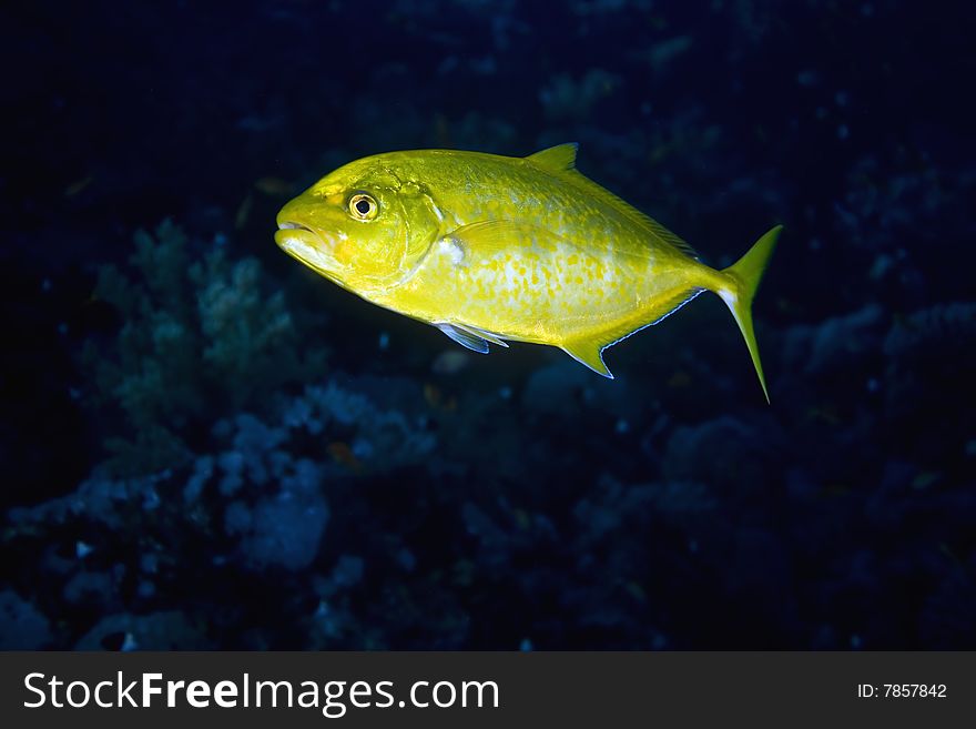 Orangespotted trevally (carangoides bajad) taken in the red sea.