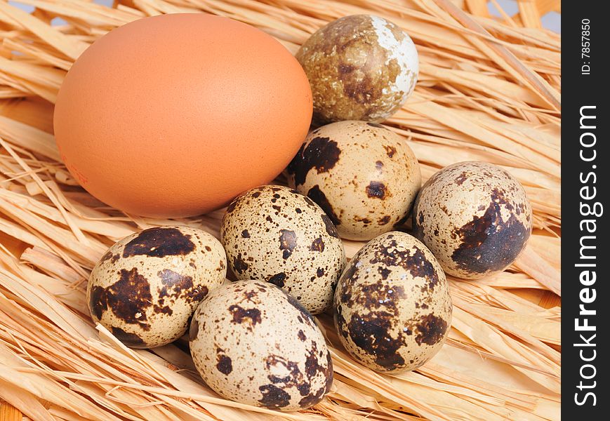 Seven spotted eggs with one yellow egg for background desktop