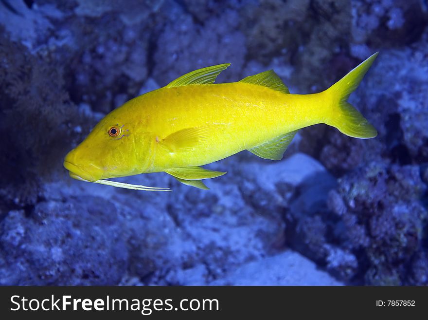 Yellowsaddle goatfish (parupeneus cyclostomus) taken in the red sea.