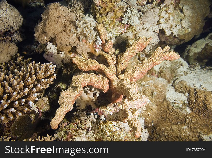 Softcoral taken in the red sea.