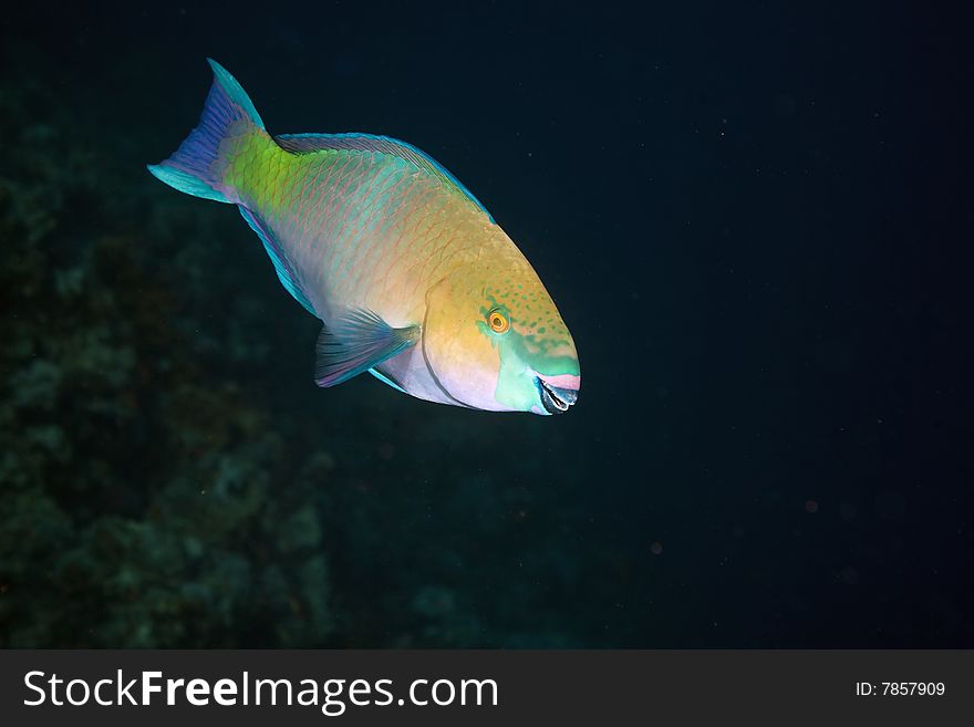 Parrotfish taken in the red sea.