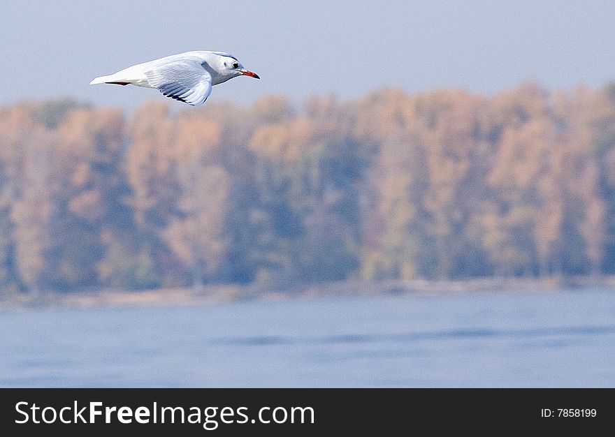 Seagull over Volga about Zhiguli`s mountains. Seagull over Volga about Zhiguli`s mountains