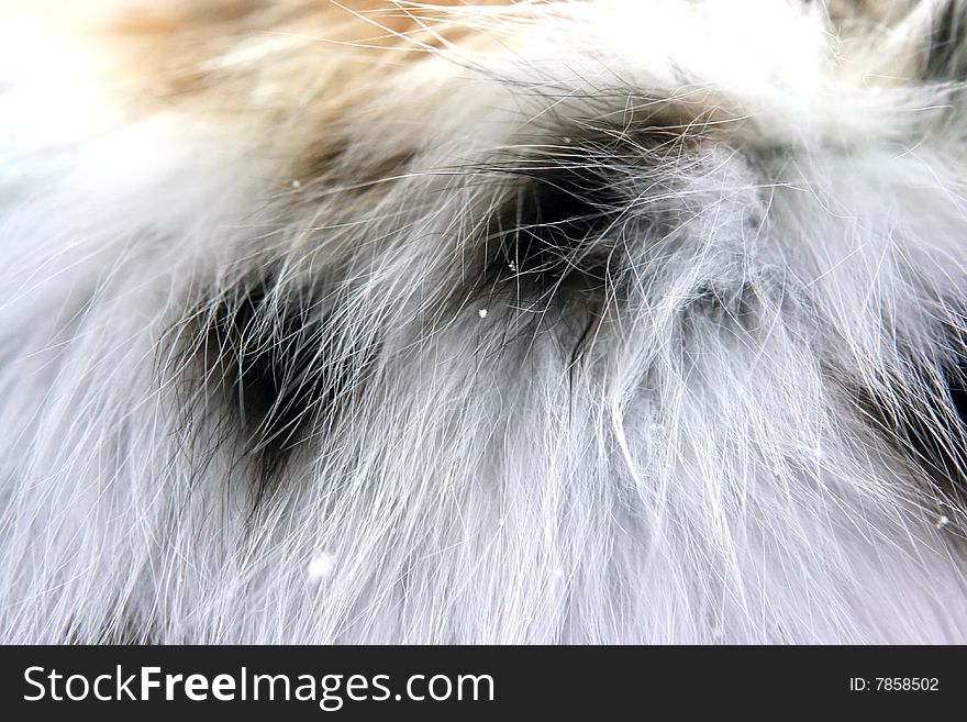 Mink fur coat as background