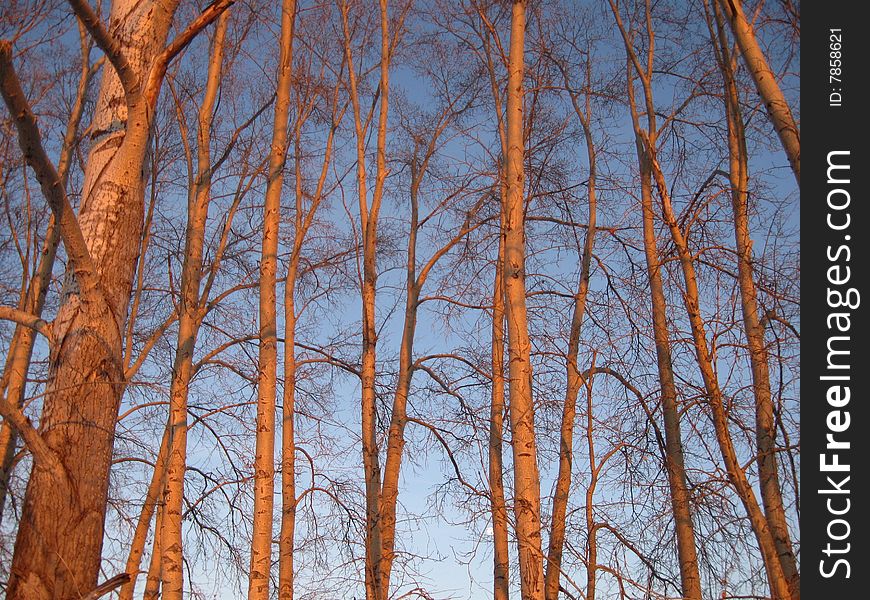 The brightly lighted up trees are in the winter forest