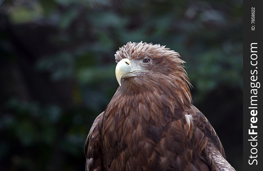 Eagle Head close up (zoo)