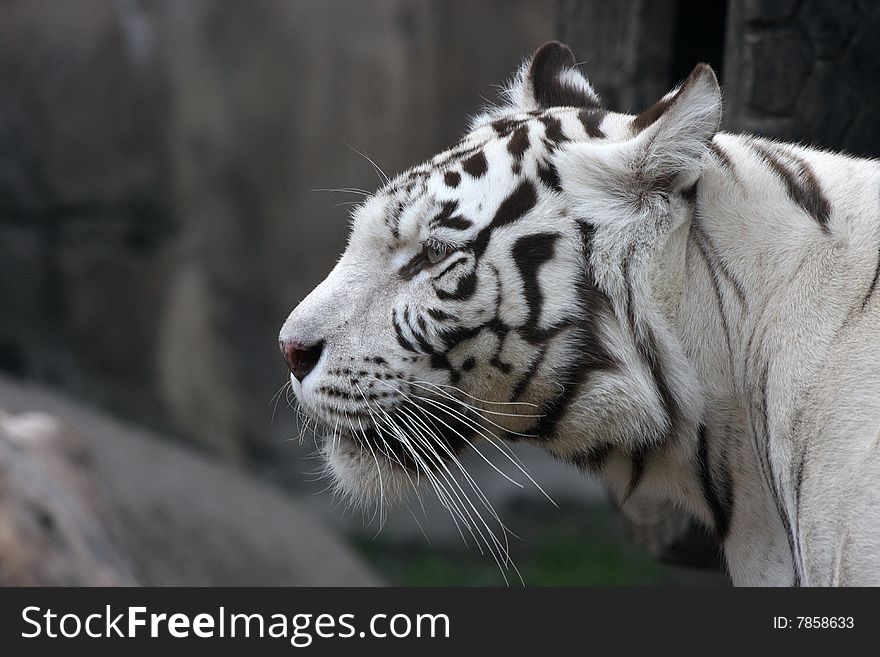 White tiger zoo animal cat