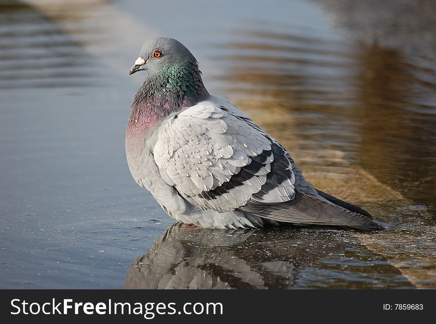 Eric the pigeon in a puddle