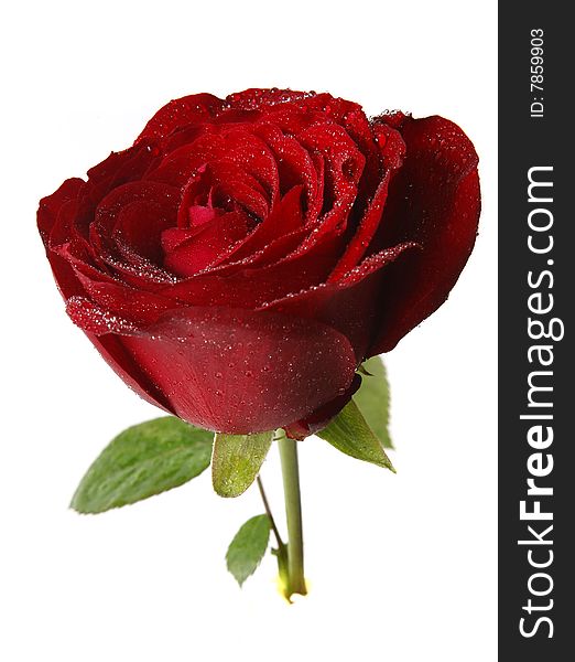 Red rose isolated on white with water drop. Red rose isolated on white with water drop