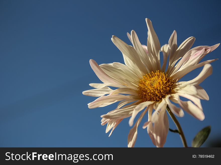 A flower in the field during winter season facing shining of sun with blue sky. A flower in the field during winter season facing shining of sun with blue sky