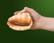 Girl S Hand Holding  A  Seashell Stock Photography