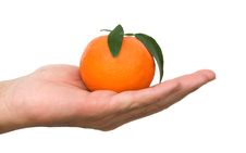 Hand Holding Tangerine Royalty Free Stock Photos Hand Holding Tangerine Royalty Free Stock Photos