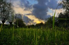 Backlit Grass During Sunset Stock Images