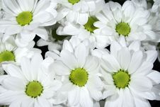 Free Flowers Stock Photo - 7862360