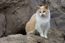 Cat On Rocks Stock Image Cat On Rocks Stock Image