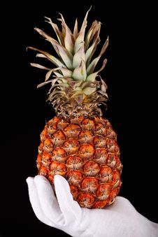 A Hand In White Glove Holding A Pineapple Stock Photography A Hand In White Glove Holding A Pineapple Stock Photography