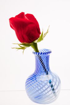 Blue Vase And A Rose Stock Photo Blue Vase And A Rose Stock Photo