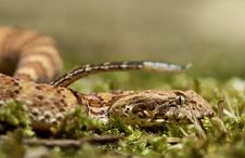 Death Adder Sitting In Leaves Royalty Free Stock Photo