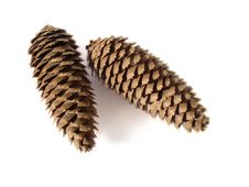 Pine Cones Isolated On White Royalty Free Stock Image