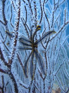 Feather Star On White Coral Royalty Free Stock Images