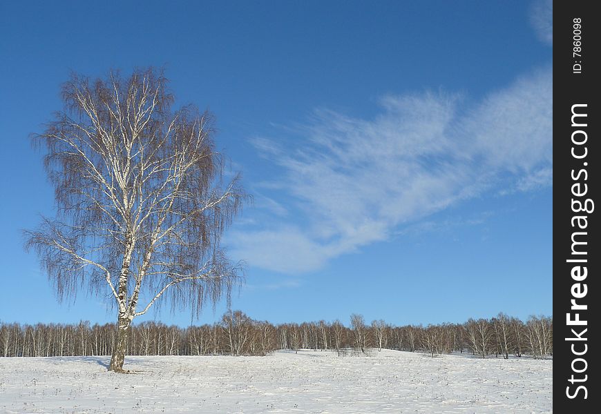 Russian winter forest on sunny day. Russian winter forest on sunny day