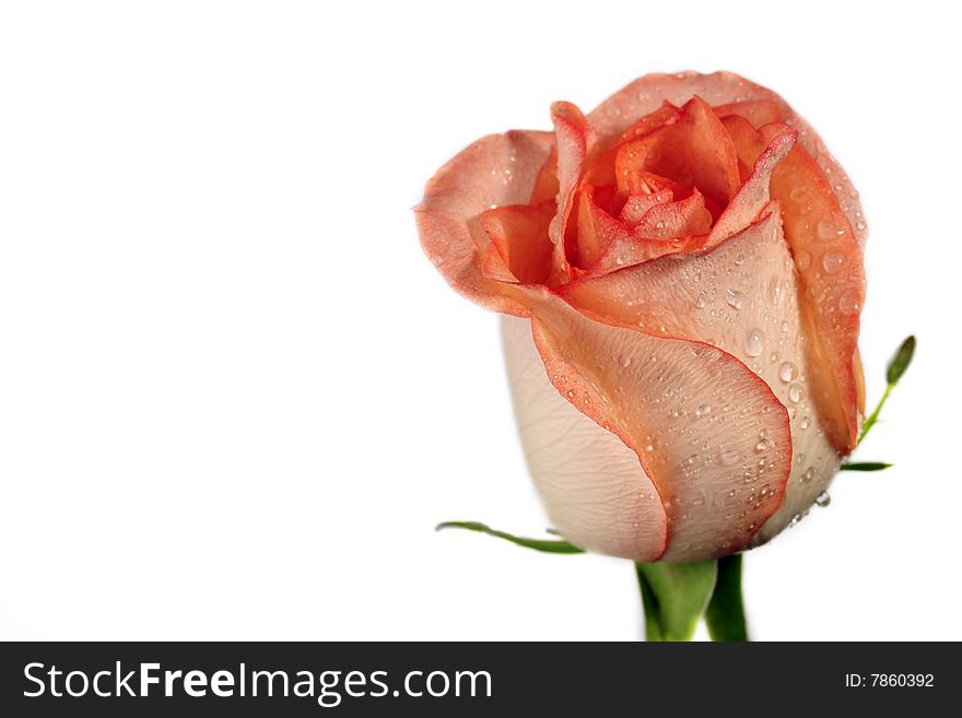 Close up of single  rose isolated over white. Close up of single  rose isolated over white.