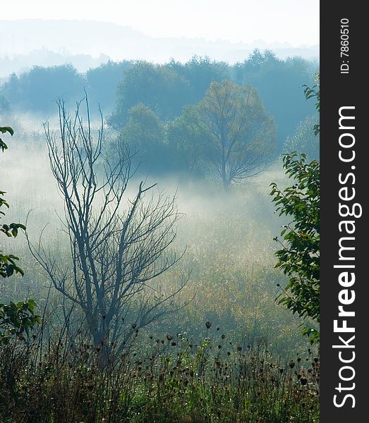 Morning fog on a marge of a wood