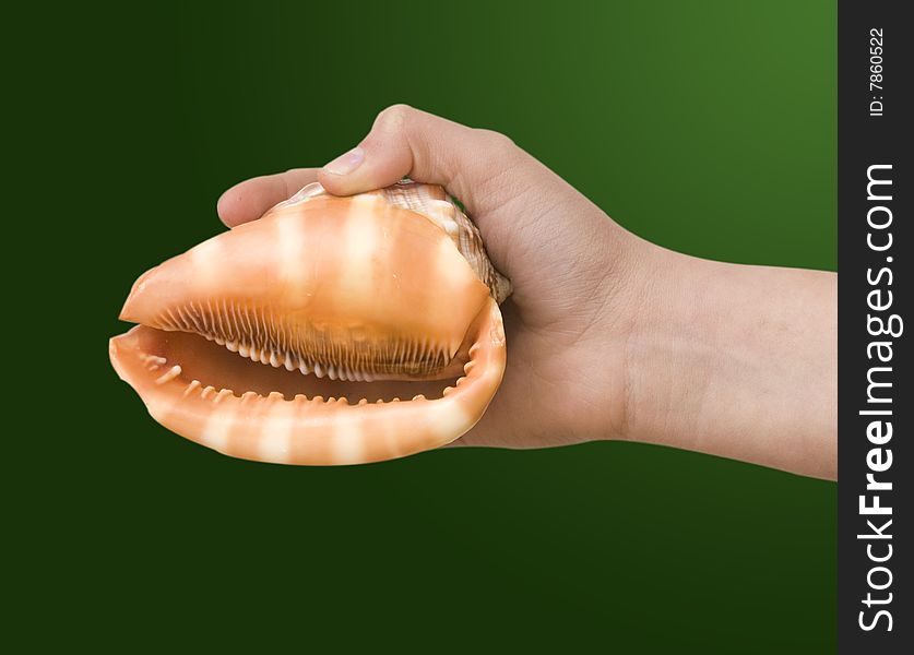 Girl's hand holding  a  seashell isolated on green background