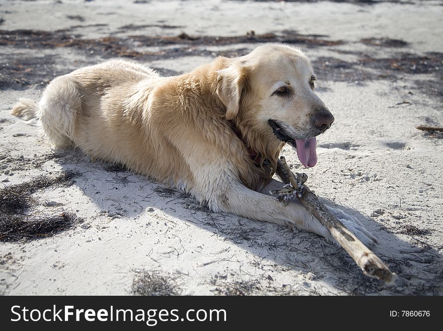 A dog gets in some beach time. A dog gets in some beach time