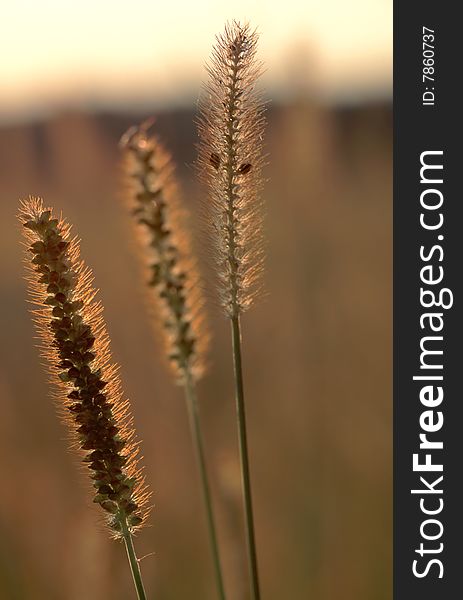 Closeup of Grass Blade against golden Sunset.