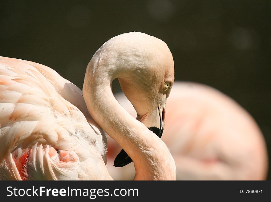 Pink flamingo during its well-earned rest after big luch.