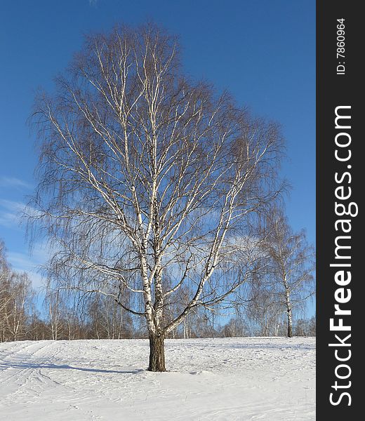 Birch tree, russian winter forest