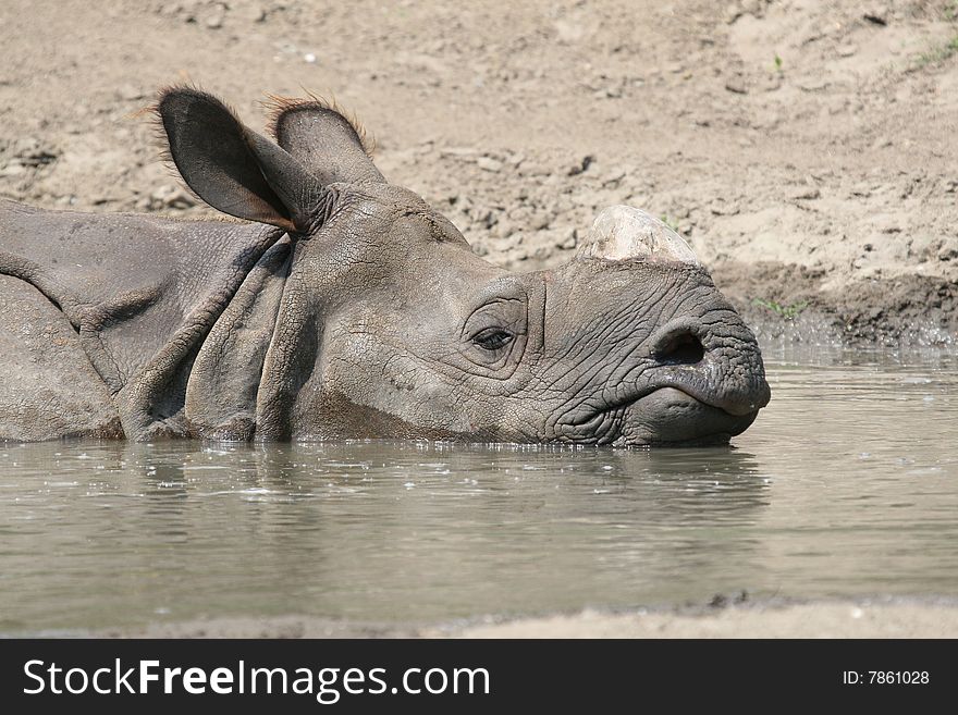 Big Rhino sleeping in his favorite swamp. Big Rhino sleeping in his favorite swamp