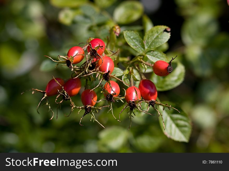 Bunch Of Dog-rose Fruits