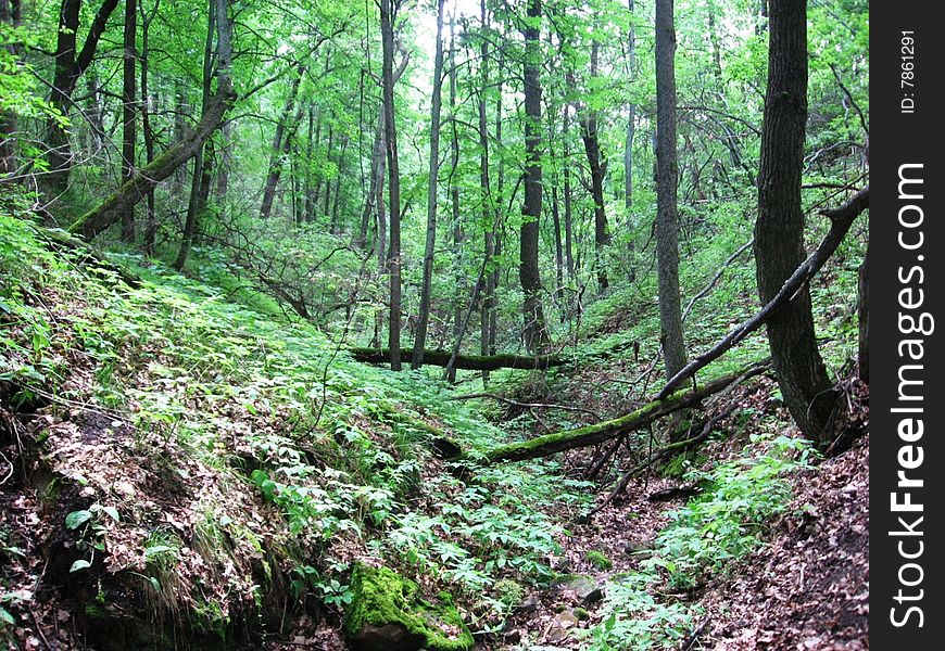 Ravine in forest - it is beautiful and terrible. Ravine in forest - it is beautiful and terrible.