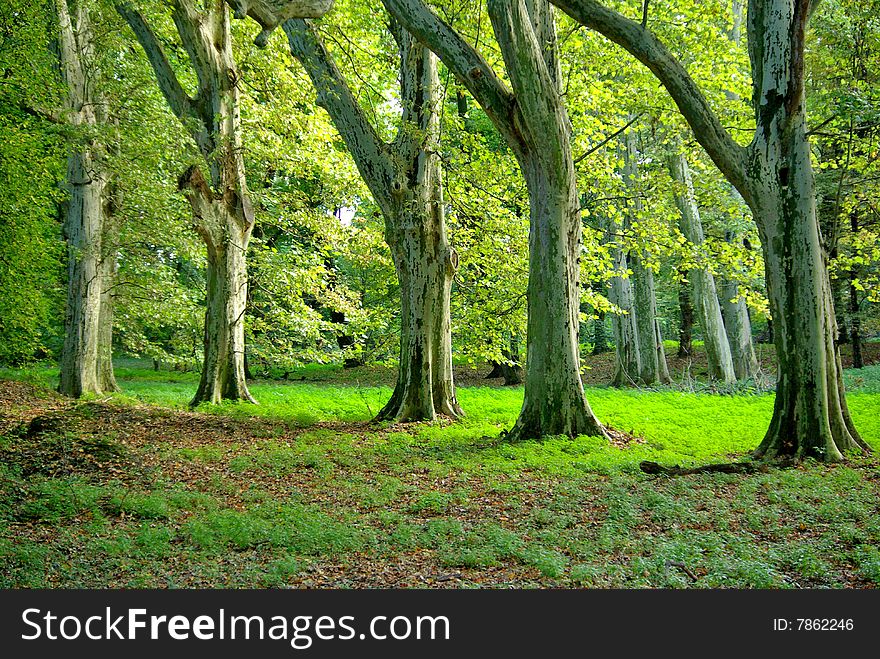 Green trees in the park