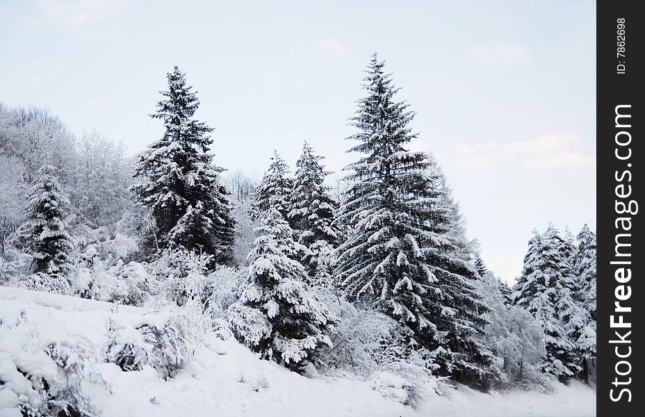 View on a winter landscape with trees covered with snow