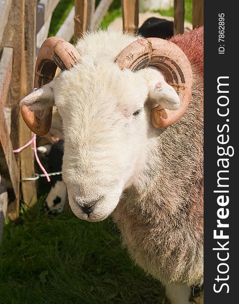 Close-up portrait of a ram. Close-up portrait of a ram