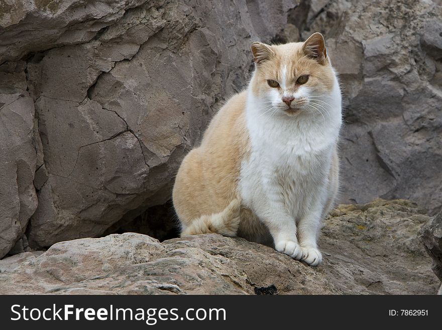 Orange and white feral cat sitting on rocks. Orange and white feral cat sitting on rocks