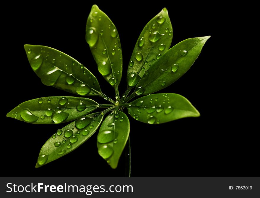 Rain drops on fresh green leaves. Isolated on black background