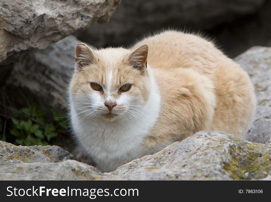 Orange and white feral cat on rock ledge