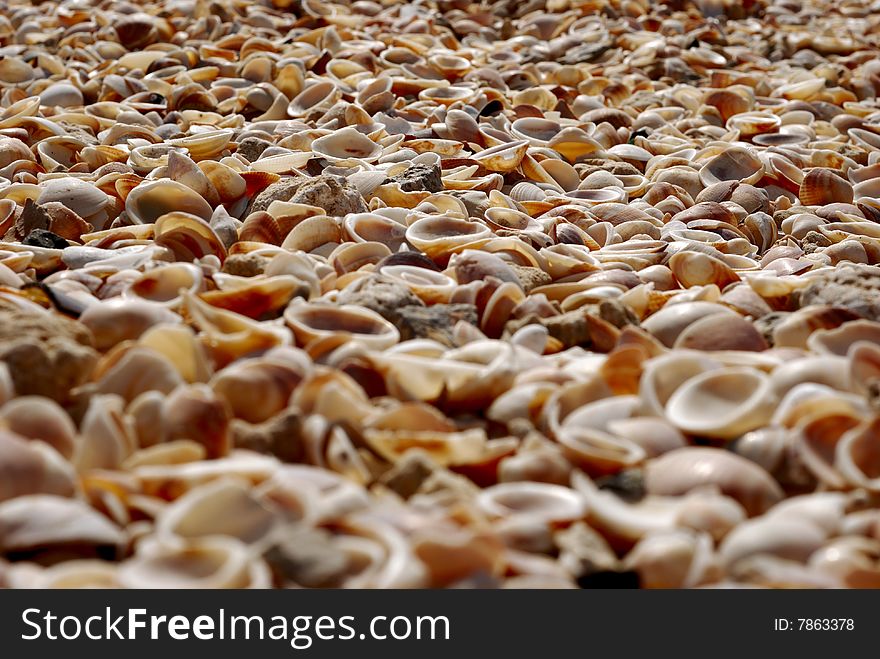 Mining placer of shells on the coast beach