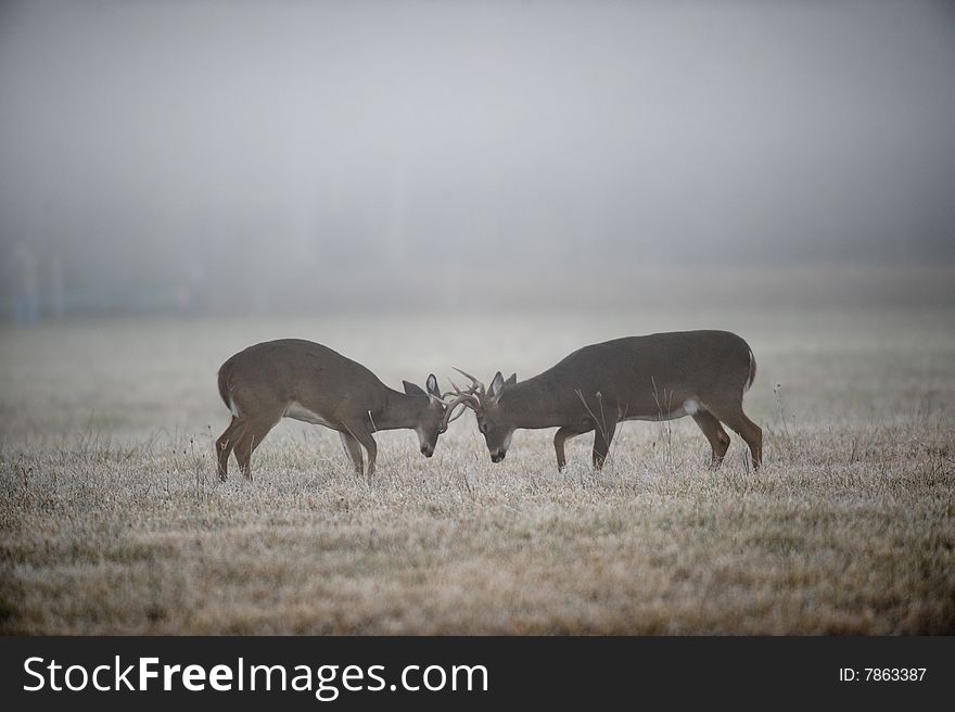 Two whitetail deer bucks spar on a foggy morning in Tennessee. Two whitetail deer bucks spar on a foggy morning in Tennessee