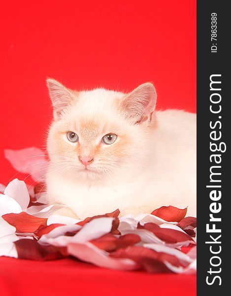 A white kitten sits in a pile of rose petals on red background. A white kitten sits in a pile of rose petals on red background