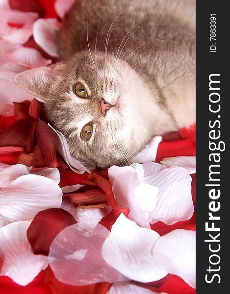 A gray kitten rests in a pile of white and red rose petals. A gray kitten rests in a pile of white and red rose petals