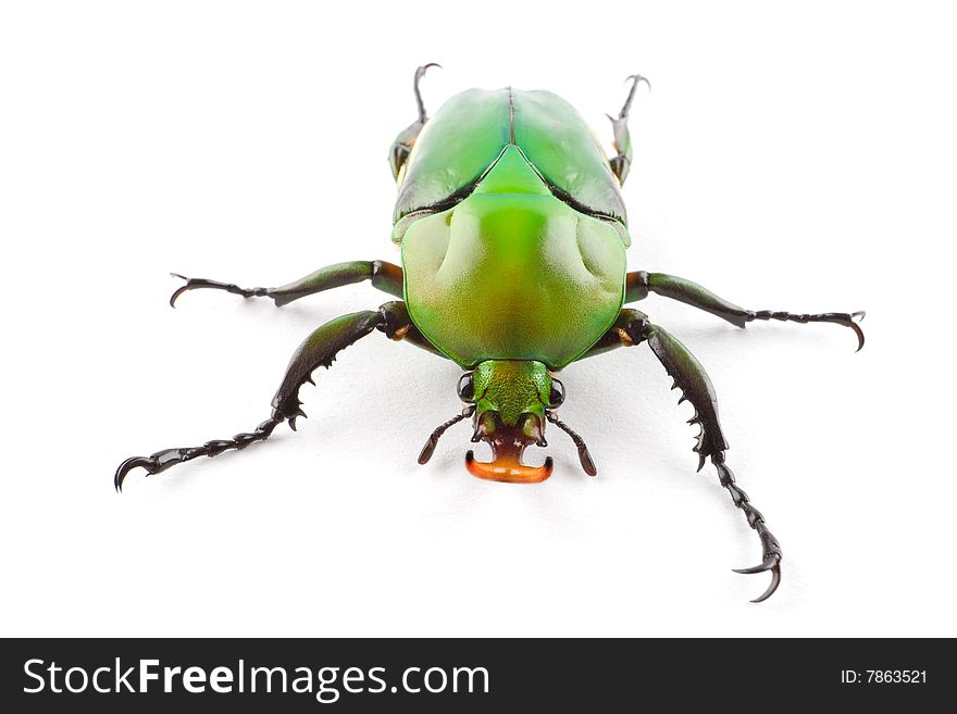 A Green Flower Beetle (Eudicella morgani) isolated on a white background